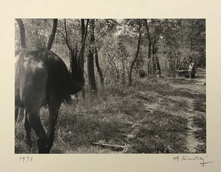 Image no. 245: Untitled (Andre Kertesz), code=S, ord=250, date=1971