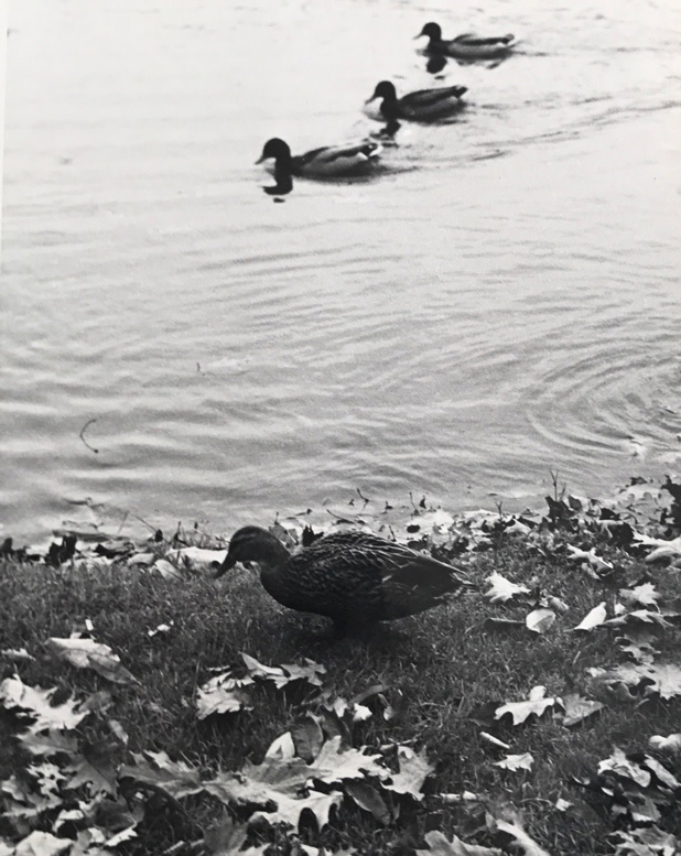 Image no. 239: Three ducks (Andre Kertesz), code=S, ord=510, date=1949