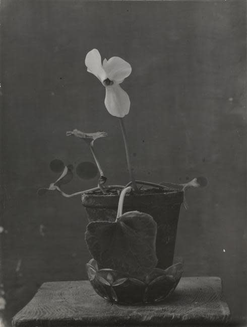 Image no. 137: Cyclamen, 1933-4 (Constantin Brancusi), code=S, ord=1000, date=-