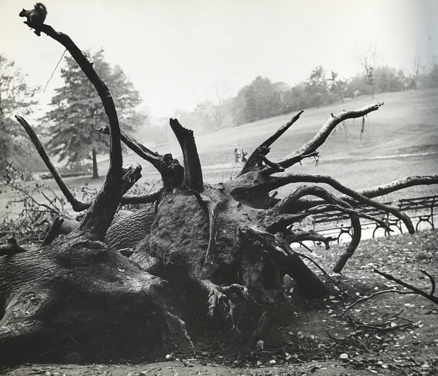 Image no. 217: Central Park (Andre Kertesz), code=S, ord=310, date=1944